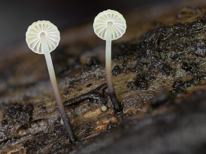 Marasmius rotula Marasmius rotula